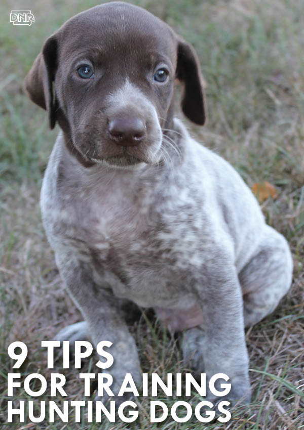 9 tips for training hunting dogs | Iowa DNR